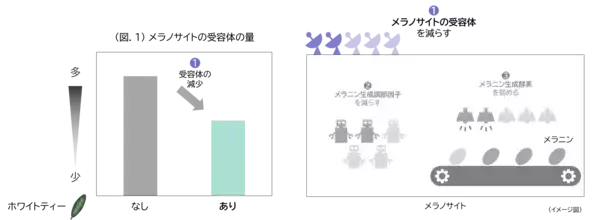 「メラニン生成の初期段階に着目し、シミをつくらせない美白効果を実現」の画像