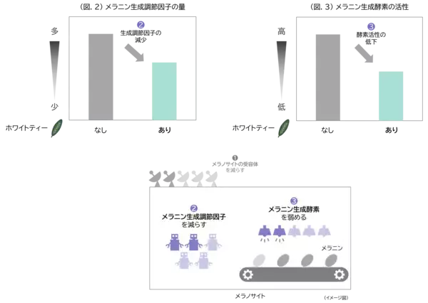 「メラニン生成の初期段階に着目し、シミをつくらせない美白効果を実現」の画像