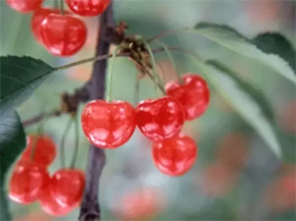 「地域の物語を作る新幹線旅　車内でショートショートの書き方講座を実施します」の画像