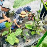 「夏休み・共働き家庭の増加で減る「親子の体験時間」子どもの自立と親の見守る力を育てる畑＋料理体験イベント開催」の画像3