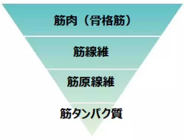 「タンパク質を意識して摂取しても思ったほど筋肉がついていない？運動×タンパク質だけではない、筋肉づくりの新しいアプローチ方法」の画像