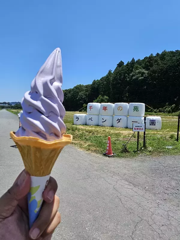 「埼玉・嵐山「千年の苑ラベンダー園」の季節限定イベント『らんざんラベンダーまつり』が6/13(土)から開催！」の画像