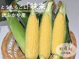 「甘み際立つ埼玉県産とうもろこし「味来(みらい)」産地直送通販サイト「ＪＡタウン」で予約販売中！」の画像1