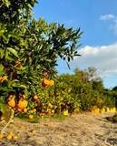 「アサヒ農園、クラウドファンディング開始3.5日で目標達成」の画像2