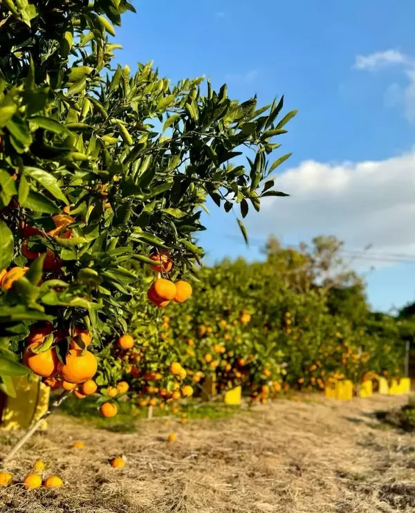 「アサヒ農園、クラウドファンディング開始3.5日で目標達成」の画像
