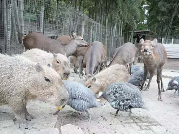 「【U25・学割プラン限定】動物園×グランピングのTHE BAMBOO FORESTが特別プラン開始　オールインクルーシブ＋先着でチェキフィルム10枚プレゼント！」の画像
