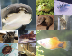 【岡山理科大学専門学校】校内にプチ水族館・動物園がズラリ！実習動物たちの「いきもの発見ラボ」で展示・体験も
