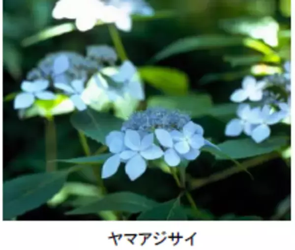 「六甲高山植物園 シーボルトが紹介した幻のアジサイシチダンカ見頃＆アジサイ園期間限定公開中！」の画像