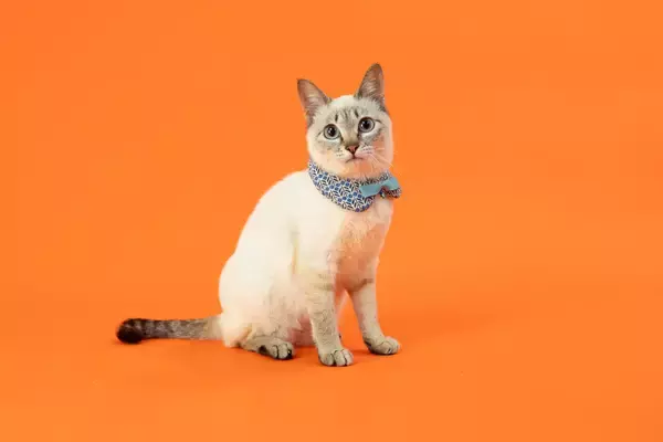 写真家 五十嵐 健太の飛び猫10周年記念　「島猫そらら写真展」を12月20日から北千住マルイにて開催