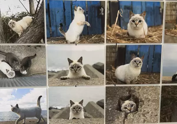 「写真家 五十嵐 健太の飛び猫10周年記念　「島猫そらら写真展」を12月20日から北千住マルイにて開催」の画像