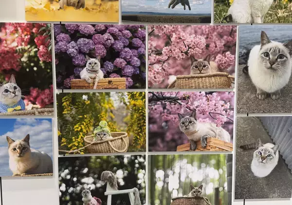 「写真家 五十嵐 健太の飛び猫10周年記念　「島猫そらら写真展」を12月20日から北千住マルイにて開催」の画像