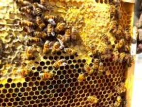 都市養蜂場のミツバチたちへ「春宣言」