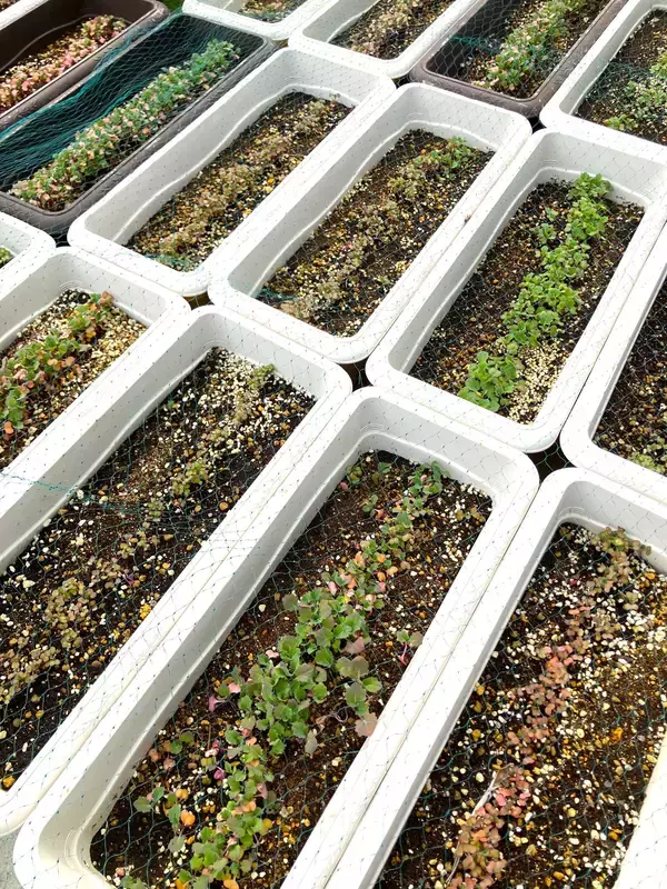 「都市養蜂場のミツバチたちへ「春宣言」」の画像