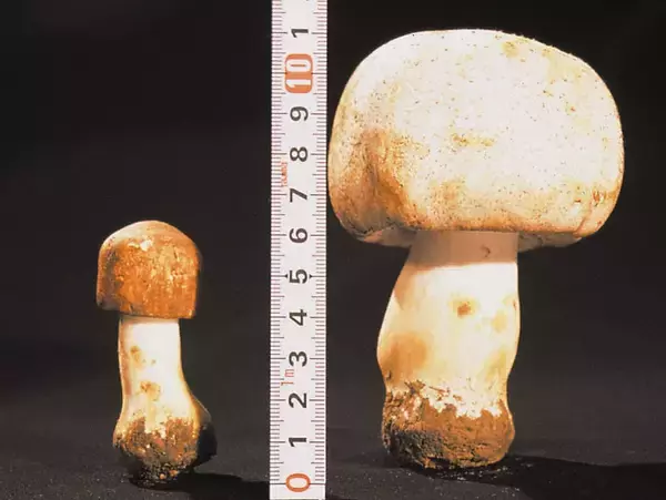 「東栄新薬、露地栽培アガリクスKA21の男性更年期症状に関するヒト臨床試験結果を発表」の画像