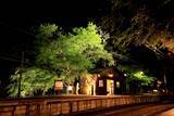 「～夜の京都を楽しむ。もみじのトンネルを抜けて貴船・鞍馬へ～「青もみじのライトアップ」を実施します」の画像3