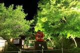 「～夜の京都を楽しむ。もみじのトンネルを抜けて貴船・鞍馬へ～「青もみじのライトアップ」を実施します」の画像4