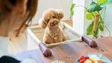 「犬猫用ペットチェア【Chocorin（チョコリン）】がクラウドファンディング達成率605％突破。その背景には飼い主の切実な願い」の画像1