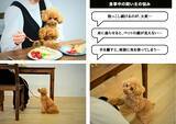 「犬猫用ペットチェア【Chocorin（チョコリン）】がクラウドファンディング達成率605％突破。その背景には飼い主の切実な願い」の画像3