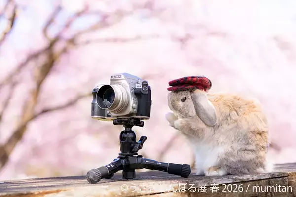 祝10周年「うさぎしんぼる展」が過去最大規模で名古屋開催決定！2月28日(土)～ 新作＆限定グッズの展開や3月3日“うさぎの日”限定イベントなど見どころ満載