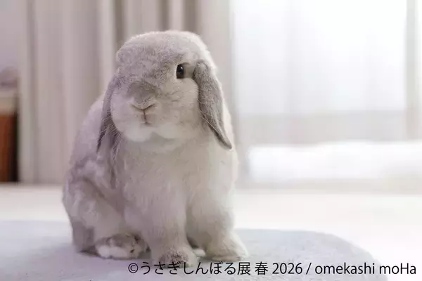 「祝10周年「うさぎしんぼる展」が過去最大規模で名古屋開催決定！2月28日(土)～ 新作＆限定グッズの展開や3月3日“うさぎの日”限定イベントなど見どころ満載」の画像