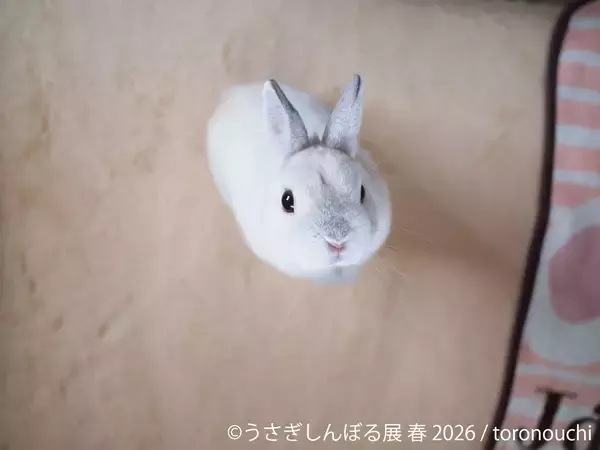 「祝10周年「うさぎしんぼる展」が過去最大規模で名古屋開催決定！2月28日(土)～ 新作＆限定グッズの展開や3月3日“うさぎの日”限定イベントなど見どころ満載」の画像