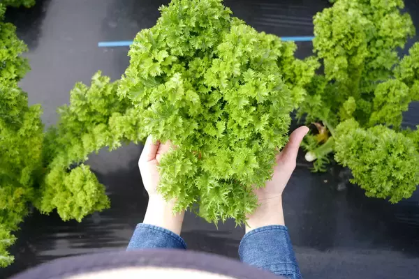 「＜広島・因島＞ 造船技術で地域農業を応援！一般鋼材の活用でコストを抑えた、頑丈で「オーダーメイドなのにお求めやすい」農業用ハウス資材を3月より販売開始」の画像