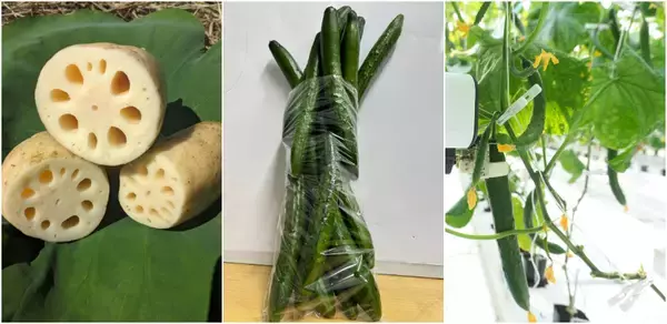 「道の駅常総で春の訪れを祝う！「常総ひなまつり」を開催！食と体験で楽しむ、春を迎える限定イベント」の画像