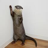 「世界カワウソの日 World Otter Day2026に「カワウソさんを知る」ワークショップの開始をお知らせします。」の画像1