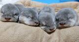 「世界カワウソの日 World Otter Day2026に「カワウソさんを知る」ワークショップの開始をお知らせします。」の画像3