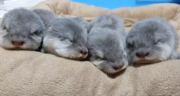 「世界カワウソの日 World Otter Day2026に「カワウソさんを知る」ワークショップの開始をお知らせします。」の画像