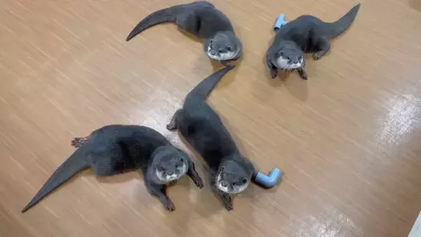 「世界カワウソの日 World Otter Day2026に「カワウソさんを知る」ワークショップの開始をお知らせします。」の画像