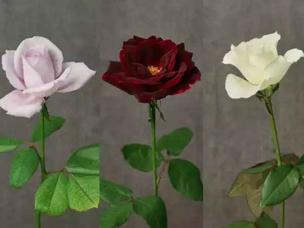 「【50周年限定企画】天然ローズのルームフレグランス誕生」の画像