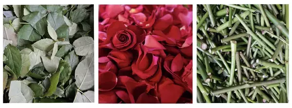 「【50周年限定企画】天然ローズのルームフレグランス誕生」の画像