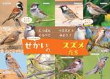 「世界中で愛される28種のスズメ。その表情、しぐさ、個性を大紹介！『せかいのスズメ』5月7日発売」の画像2