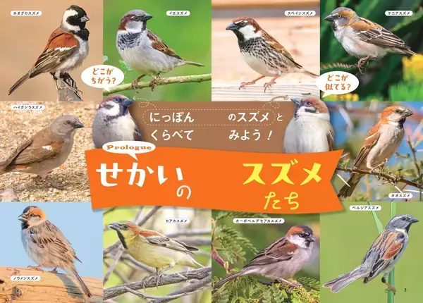「世界中で愛される28種のスズメ。その表情、しぐさ、個性を大紹介！『せかいのスズメ』5月7日発売」の画像