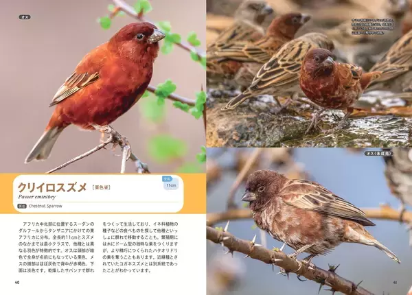 「世界中で愛される28種のスズメ。その表情、しぐさ、個性を大紹介！『せかいのスズメ』5月7日発売」の画像