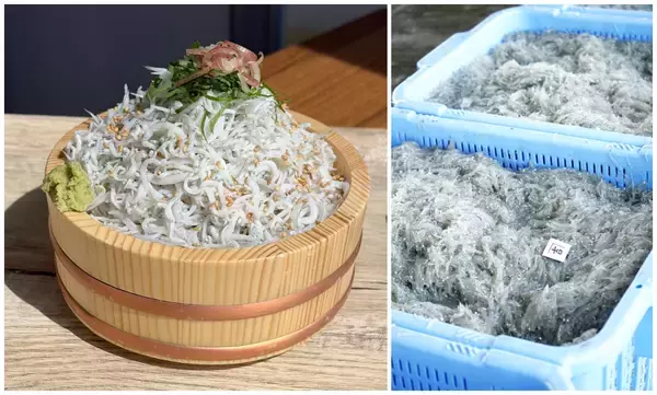 釜揚げしらすと磐田の新米を、お腹いっぱい。「磐田市産・虹のきらめき」を使った新米食べ放題＆釜揚げしらす増量サービスを期間限定で10/17,18の2日間で開催！