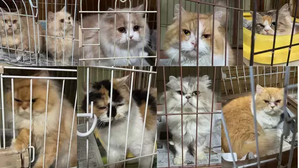 「専門家主体の保護拠点拡大へ：動物福祉向上を掲げた犬猫シェルター増設クラウドファンディング稼働中」の画像