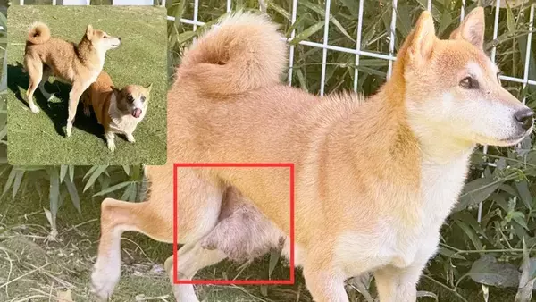 「専門家主体の保護拠点拡大へ：動物福祉向上を掲げた犬猫シェルター増設クラウドファンディング稼働中」の画像