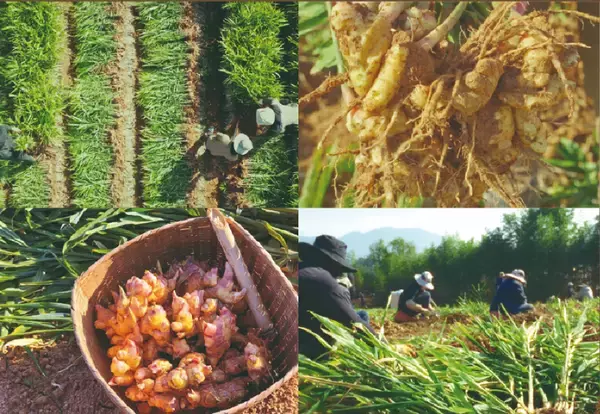 「韓国・金堤(キムジェ)の肥沃な黄土が育んだプレミアムな味　韓国「地平線の農夫たち」の『生姜エキス』、2月に日本公式上陸」の画像