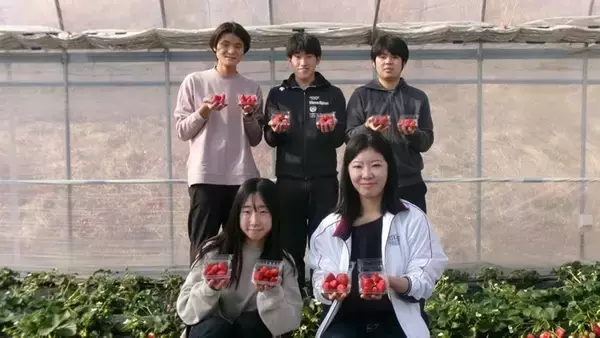 農学部生が「なら近大農法」で栽培した「近大ICTイチゴ」を道の駅「クロスウェイなかまち」にて数量限定で初めて販売