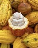 「【2/28まで限定】チョコレートのフルーツって！？　フィリピンのカカオ農園から届ける、特別なクラフトチョコをあなたに」の画像3