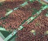 「【2/28まで限定】チョコレートのフルーツって！？　フィリピンのカカオ農園から届ける、特別なクラフトチョコをあなたに」の画像4