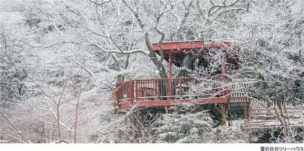 ROKKO森の音ミュージアムSIKIガーデンWinter Season冬に色変わりする木々と森の静寂を堪能する季節の到来2025年12月1日（月）～2026年2月28日（土）