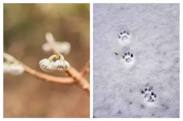 「ROKKO森の音ミュージアムSIKIガーデンWinter Season冬に色変わりする木々と森の静寂を堪能する季節の到来2025年12月1日（月）～2026年2月28日（土）」の画像