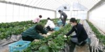 アドベンチャーワールドの動物糞を堆肥化して農業分野へ有効活用　近大農学部生がその堆肥を活用して栽培したイチゴを初収穫