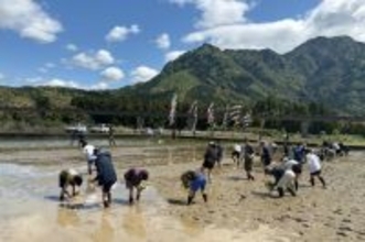 近畿大学附属新宮中学校1年生が熊野川町で田植えを体験　紀伊半島大水害の復興地域で「ふるさと教育」を実施