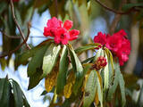 「六甲高山植物園 ヒマラヤに咲く深紅のシャクナゲ～ロードデンドロン・アルボレウムが見頃です～」の画像1