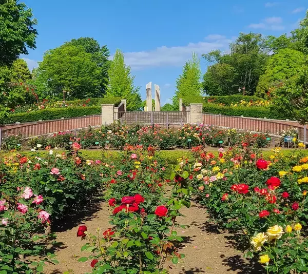 【10/5～12開催】バラが彩る公園で素敵なひと時を。秋留台公園 ローズフェスタ2026秋