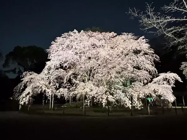 「春夜の六義園 夜間特別観賞」を今年も開催！しだれ桜の開花状況に合わせ期間限定で実施します